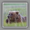 Grizzly bear ( 10 )